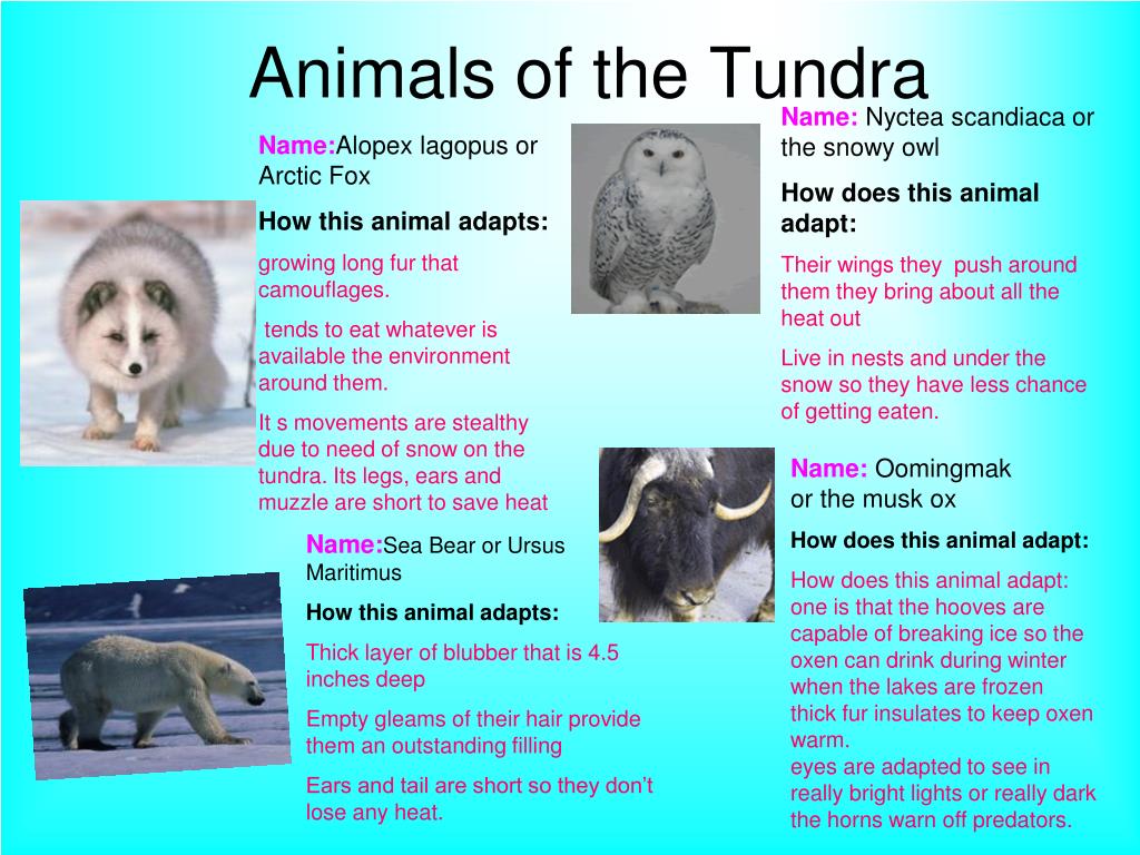 composer of animals in the tundra
