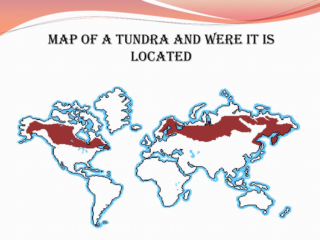 Тундра зона распространения. Тундра на карте. Тундра на карте России. Расположение тундры на карте.