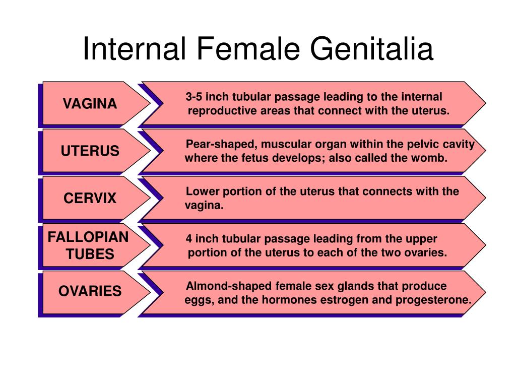 Ppt External Female Sex Organs And Reproductive Structures Powerpoint