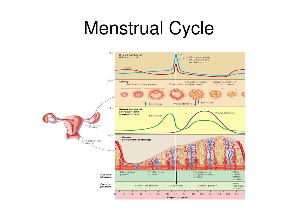 Ppt External Female Sex Organs And Reproductive Structures Powerpoint