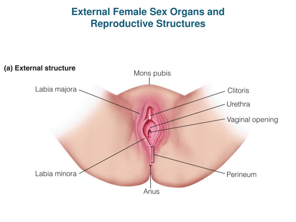 PPT - External Female Sex Organs and Reproductive Structures PowerPoint  Presentation - ID:5518261