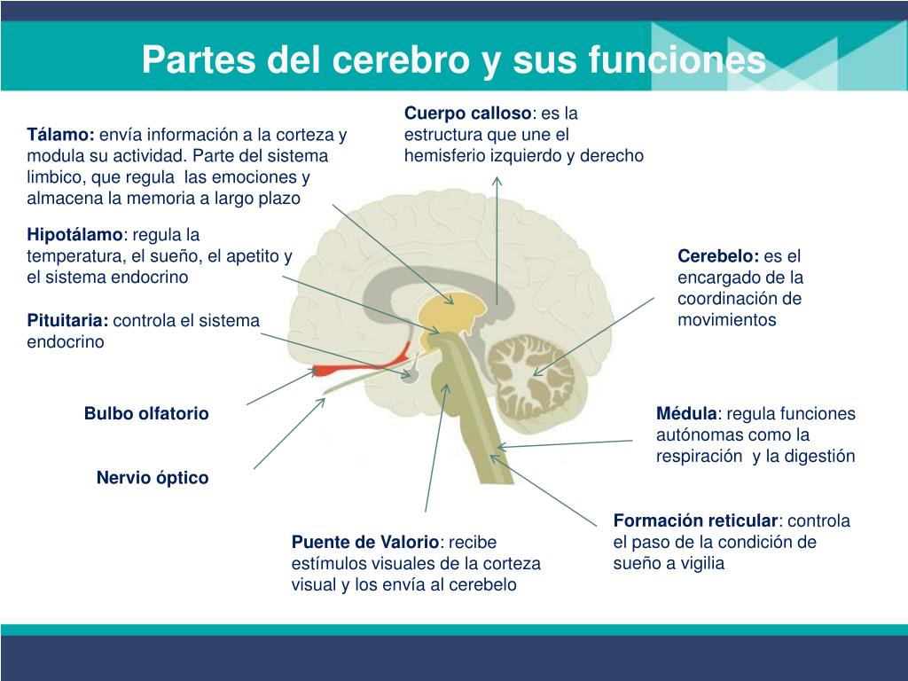 Cerebro система управления проектами