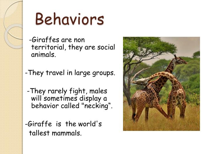 PPT - GIRAFFE PowerPoint Presentation - ID:5520505