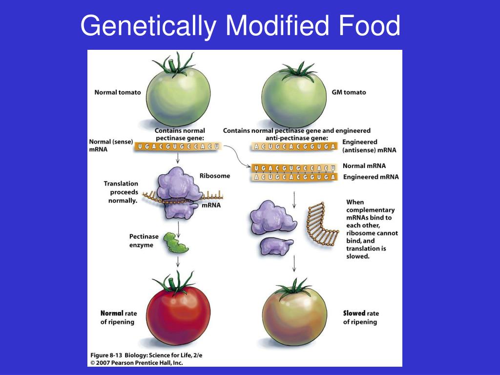 PPT - Genetically Modified Crop Plants PowerPoint Presentation, free
