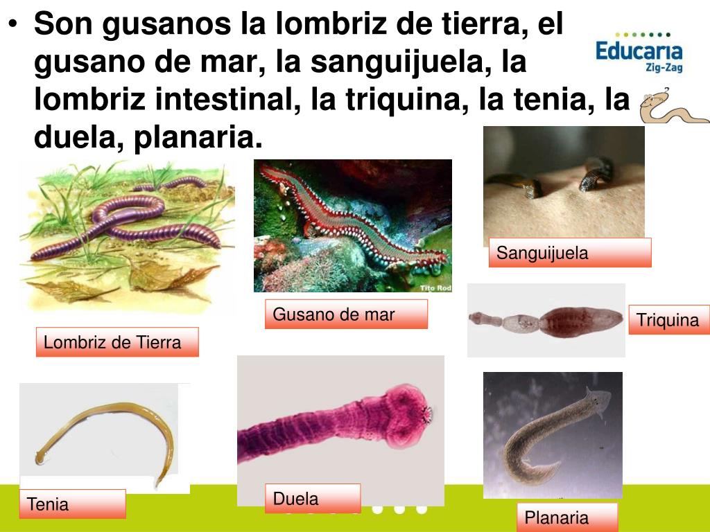 Reino Metazoos, Claret las Palmas | Algor Library, image size:1024x768