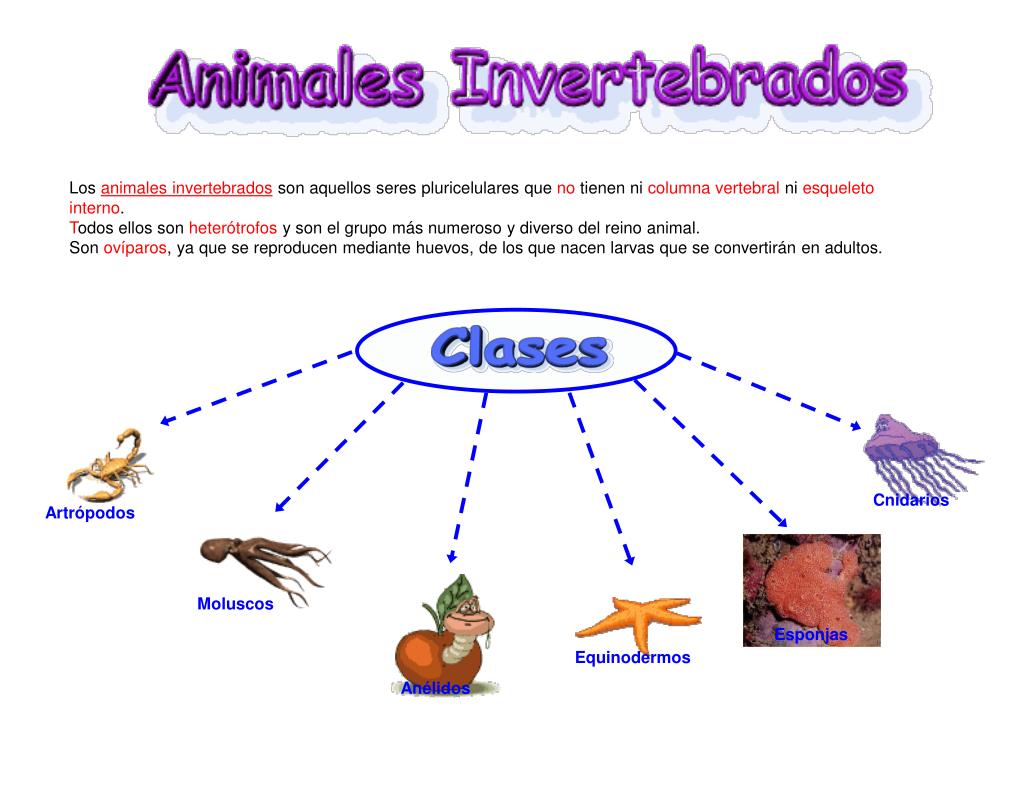 Que son los animales invertebrados