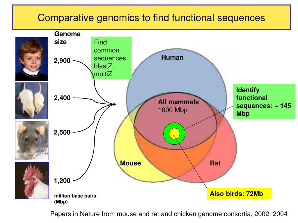 research paper on comparative genomics