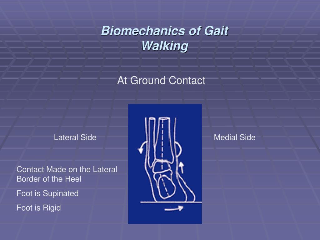 PPT - Biomechanics Of Gait Walking PowerPoint Presentation, Free ...