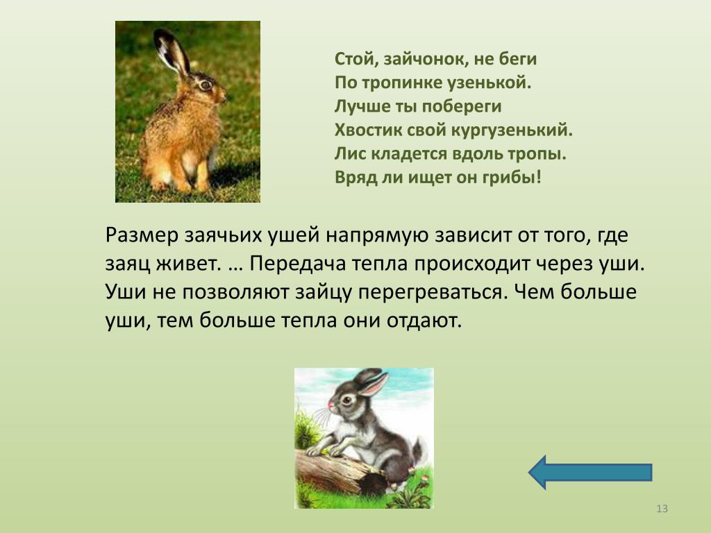 Зайчики дорожке траве и солнечные по бегут. Заяц живет. Где живет заяц. Где обитают зайцы. Где живет зайчик.