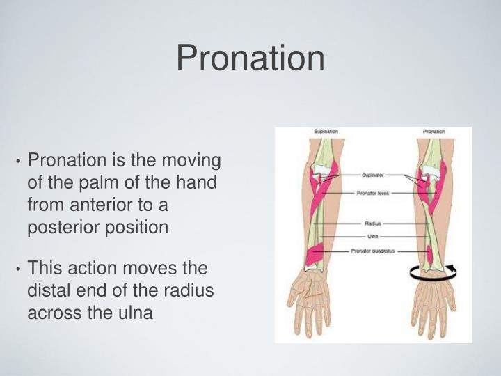 PPT - Muscle movements, types, and names PowerPoint Presentation - ID