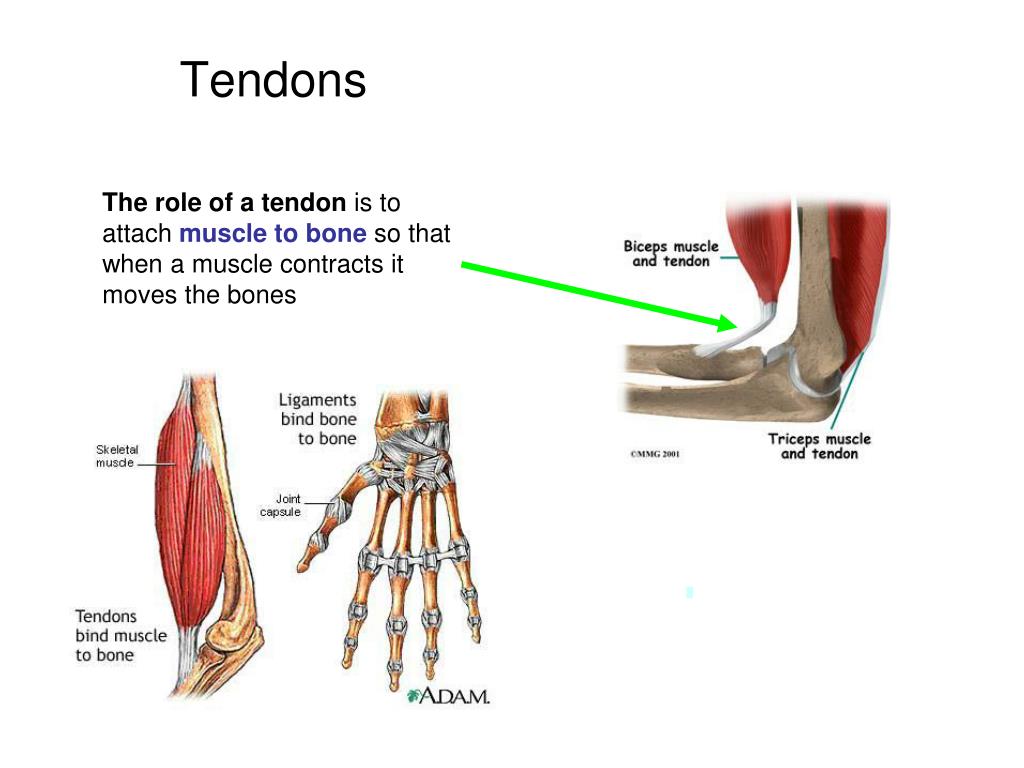 Anatomy Of Tendons