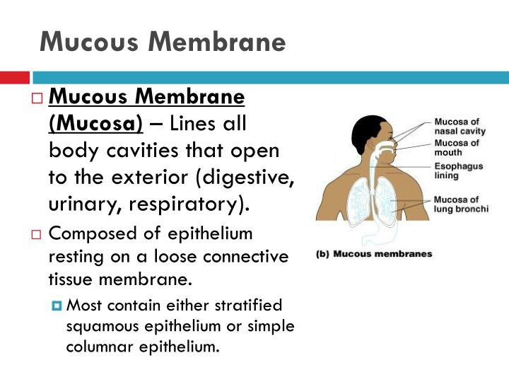 membranes-epithelial-and-connective-serous-and-mucous-membranes