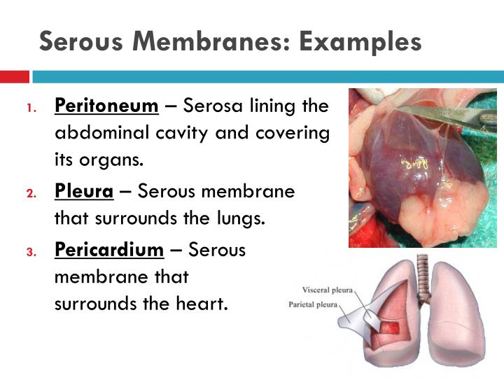 PPT Skin and Body Membranes Part 1 PowerPoint Presentation ID5527304