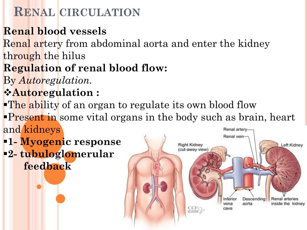 renal circulation flow chart