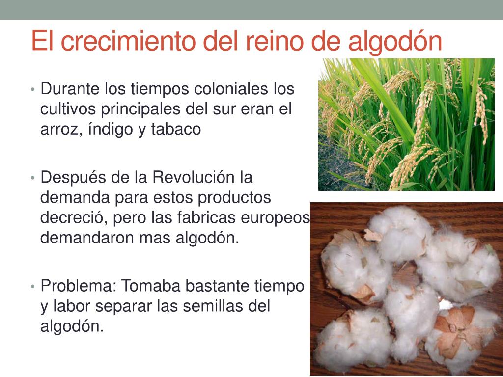 PPT - El Reino sureño de algodón PowerPoint Presentation, free