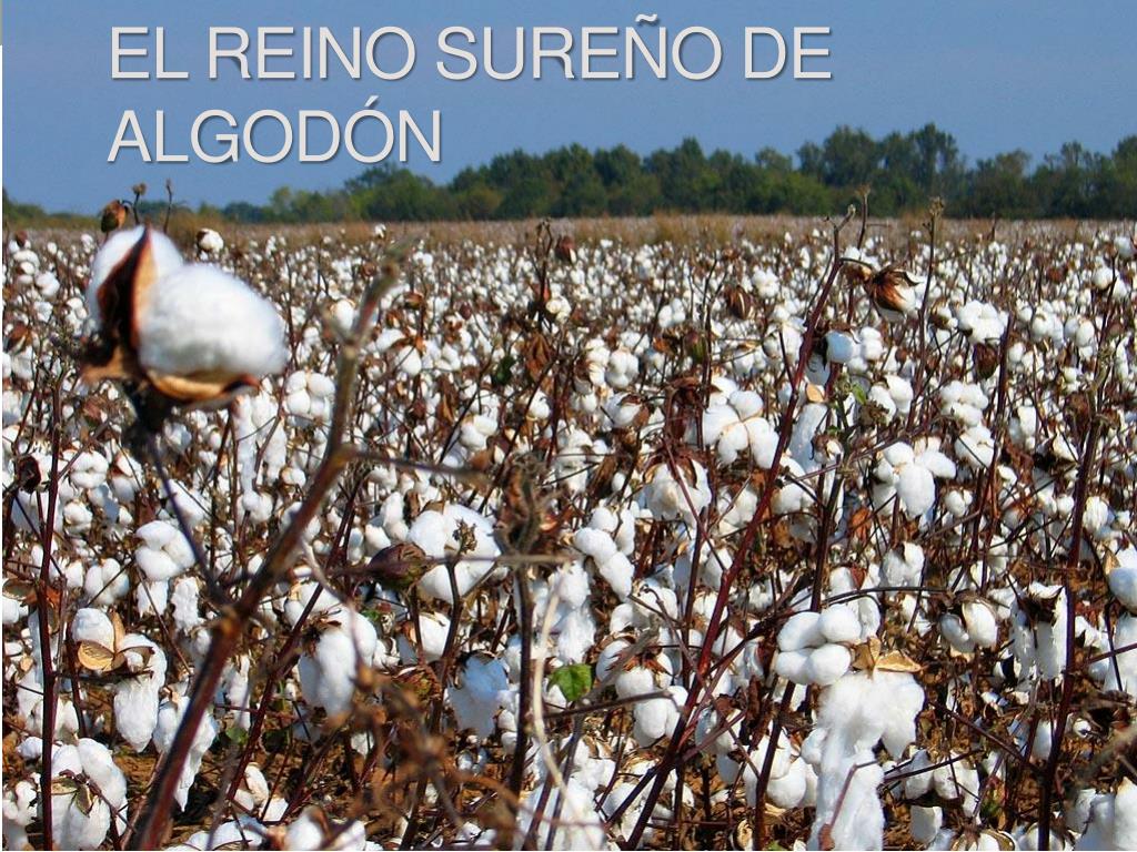 PPT - El Reino sureño de algodón PowerPoint Presentation, free