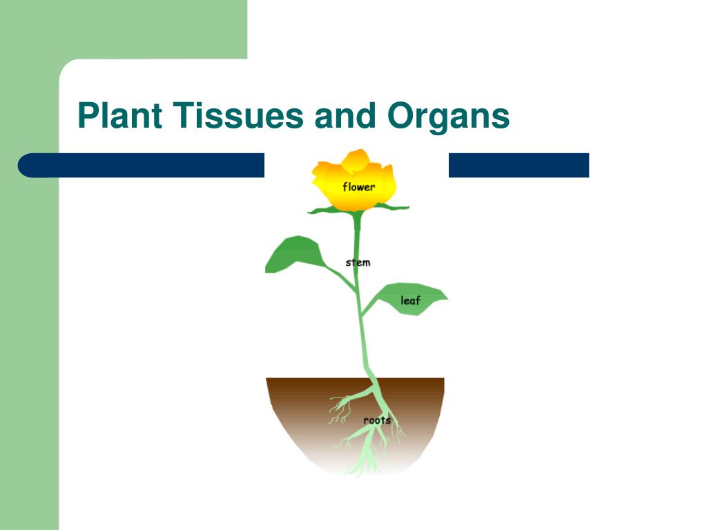 PPT Plant Tissues and Organs PowerPoint Presentation
