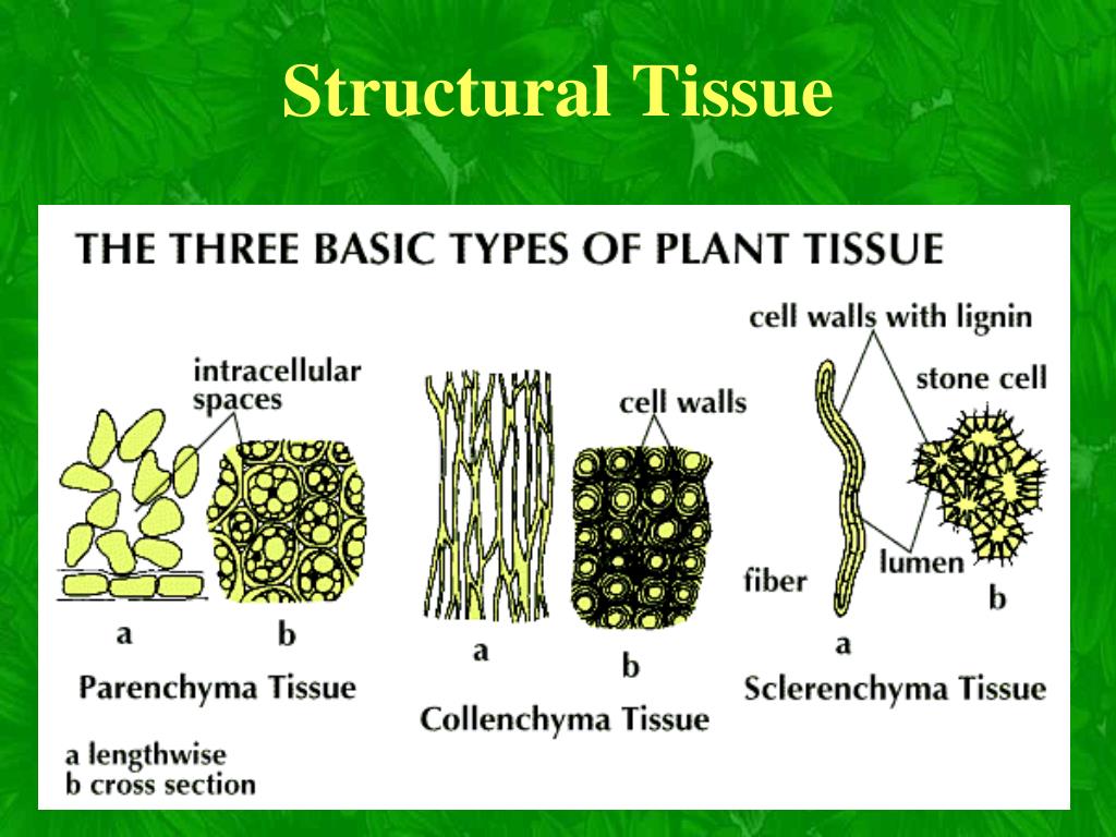 Plant tissues. Collenchyma and Sclerenchyma. Plant Tissue Types. Basic Tissues of Plants. Ground Tissue of Plants.