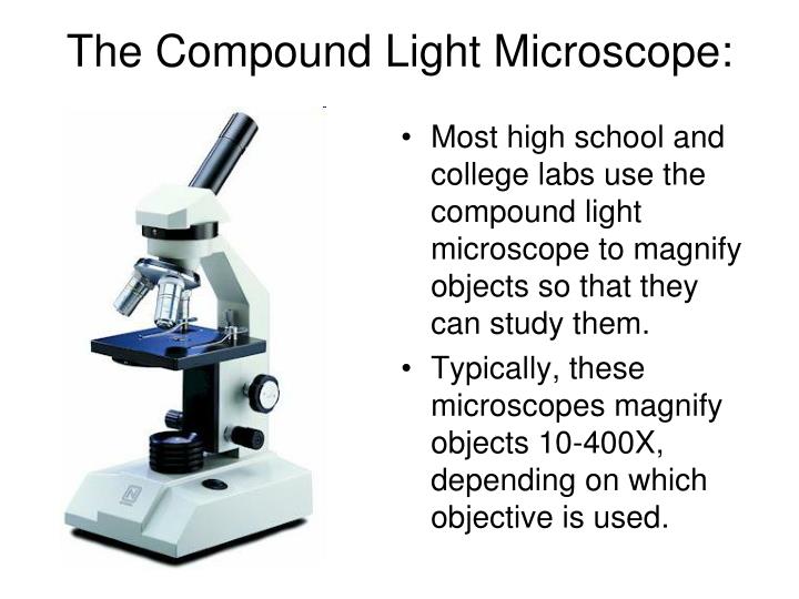 using a compound light microscope using a compound light microscope