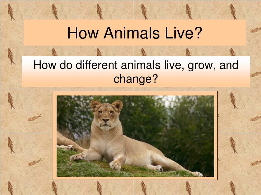 Classify the animals 5 класс. Идеи для презентации в POWERPOINT С животными. Animals are different. How animals grow.