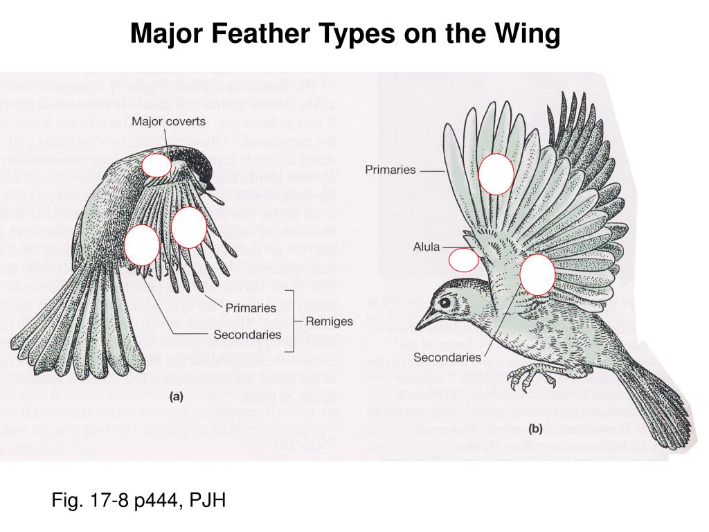 Birds 1 часть. Алула у птиц. Types of Feathers. Parts of Birds for Kids.