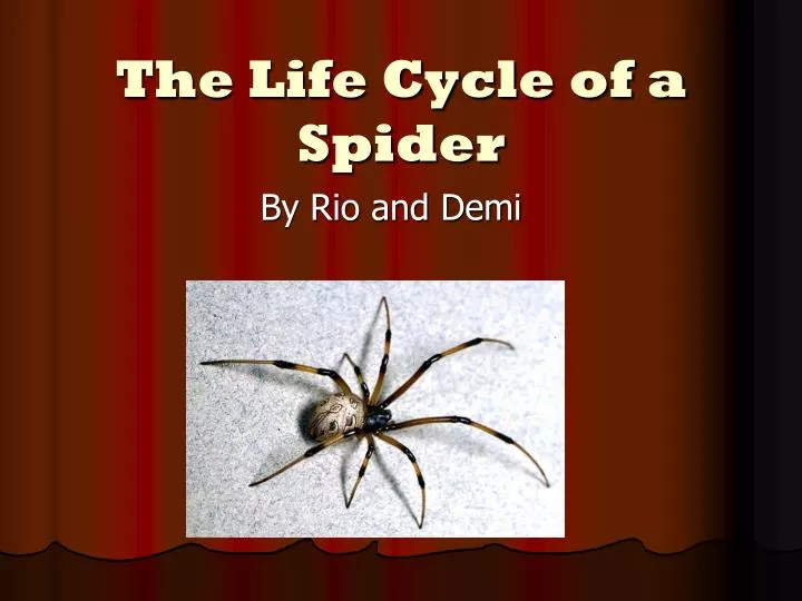 Life Cycle Of Spider