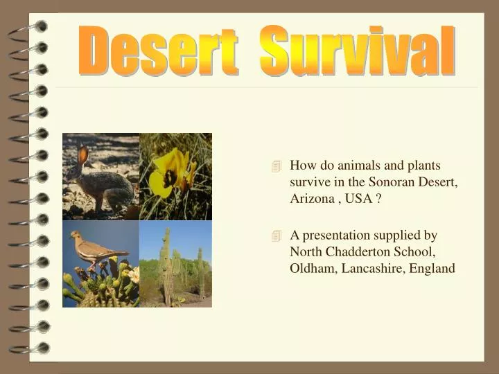 PPT How do animals and plants survive in the Sonoran