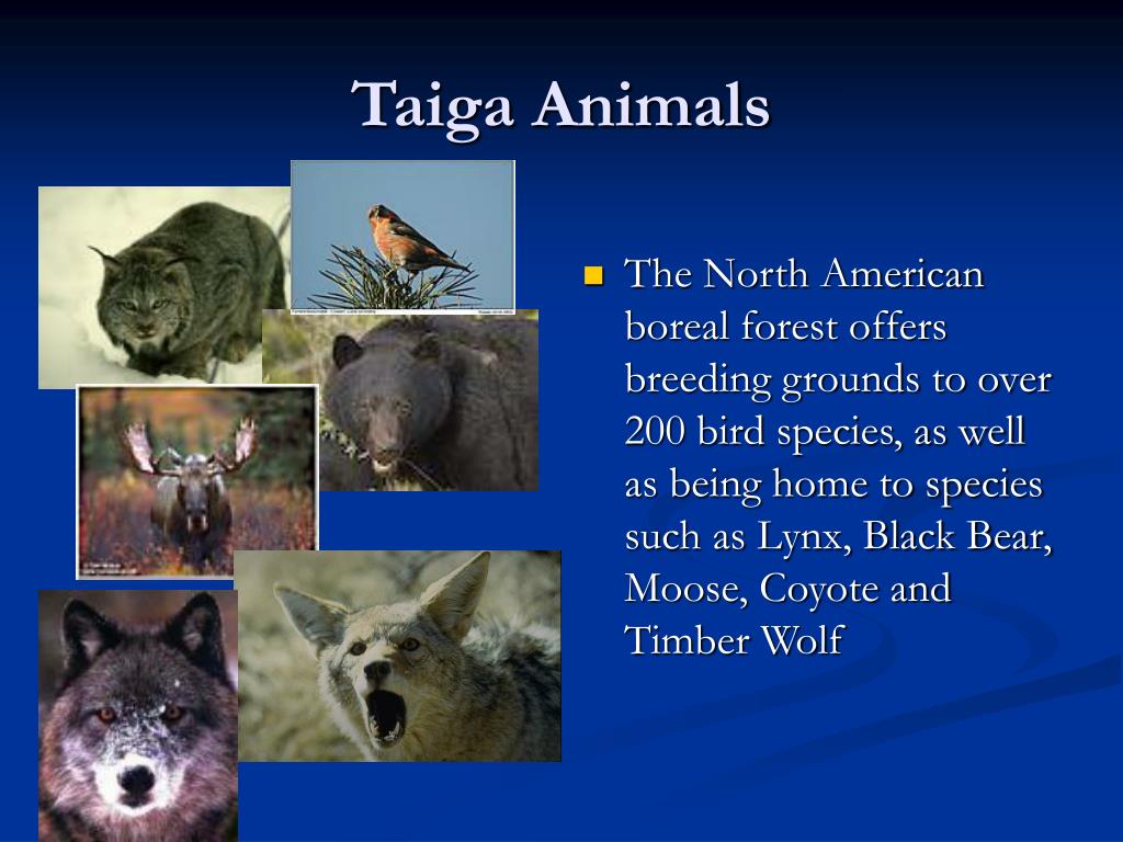 PPT - TAIGA The Boreal Forest PowerPoint Presentation, free download -  ID:5533053