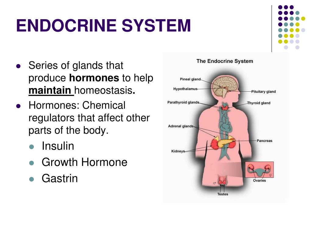 Define and explain the job of the endocrine system
