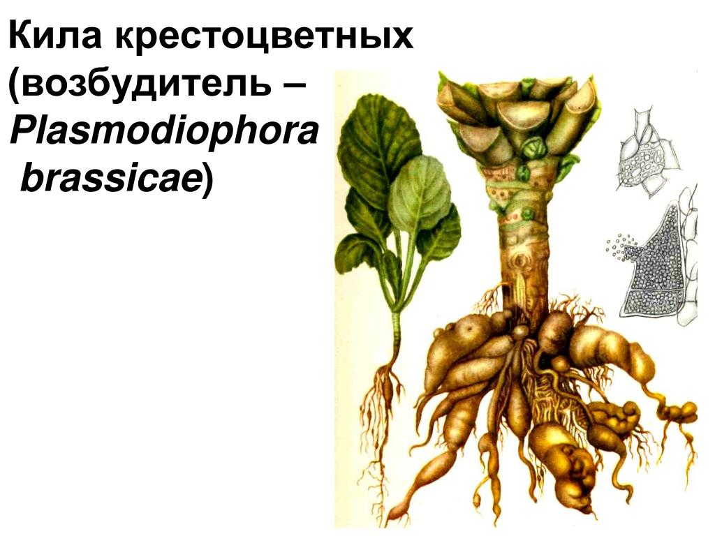 Крестоцветные корневые. Plasmodiophora brassicae. Плазмодиофора кила капустная. Кила болезнь растений. Plasmodiophora brassicae (кила крестоцветных).