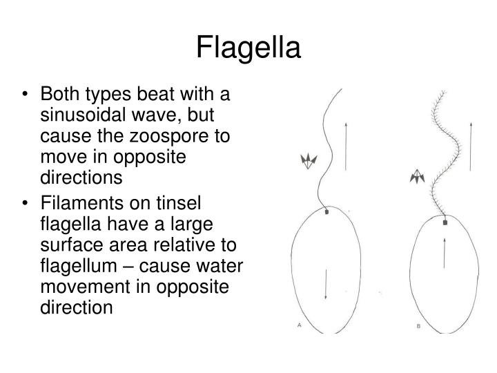 PPT Oomycota PowerPoint Presentation ID5534148