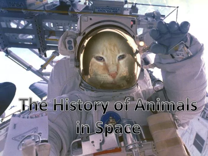 PPT - A Brief History of Animals in Space PowerPoint Presentation, free  download - ID:5534577