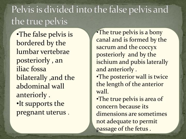 distinguish between the true pelvis and the false pelvis