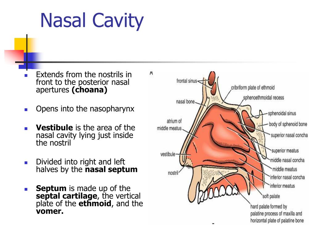 PPT The Nasal Cavity PowerPoint Presentation Free Download ID 5535921 PPT The Nasal Cavity PowerPoint Presentation Free Download ID 5535921