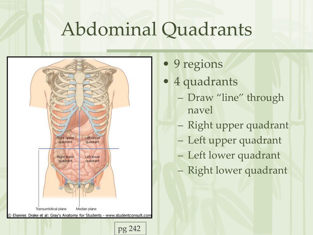 Abdominal Quadrants Organs Diagram Diagram Media