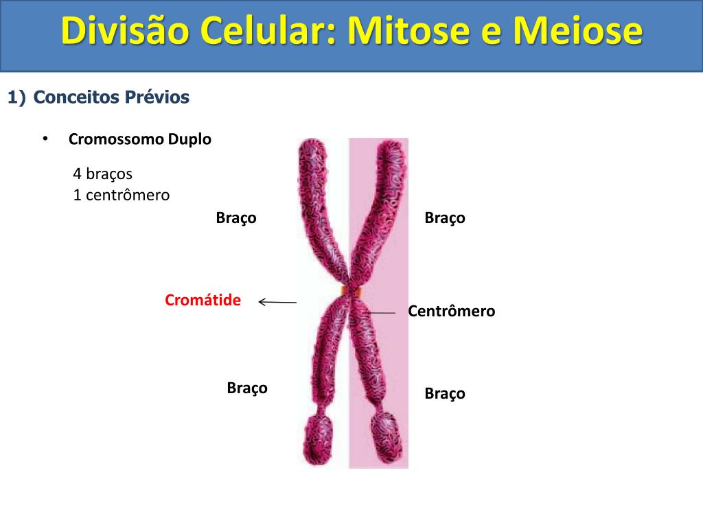 Blog da Bio - Profe Gabriela: 1º ano - DIVISÃO CELULAR - Mitose e Meiose