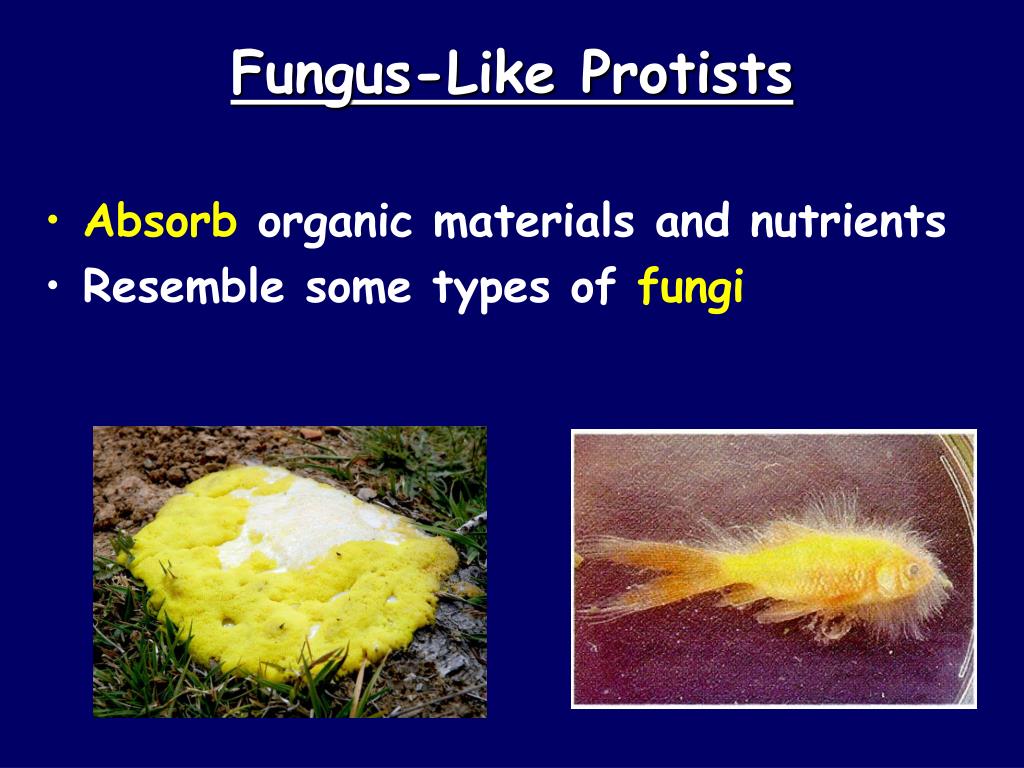 How do plant like protists move Idea