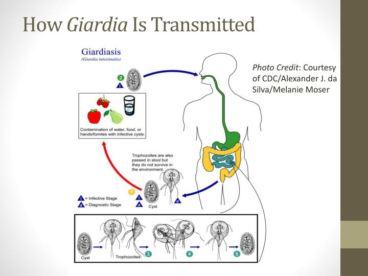 Ppt Giardia Powerpoint Presentation Id5537262 3340