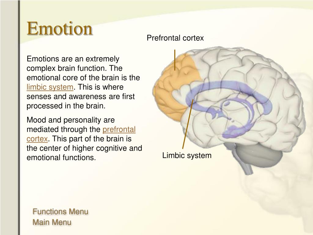 Английский brains. Prefrontal Cortex. Brain functions. Мозг на английском. Кортекс мозг.