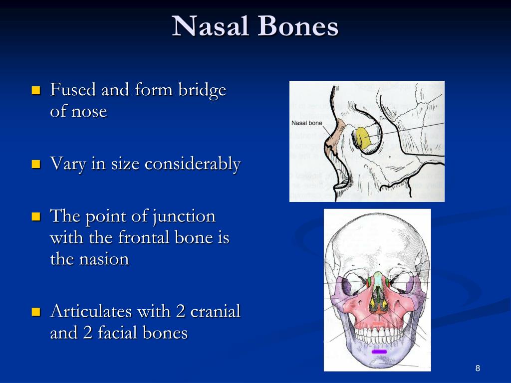 PPT - Facial Bone Anatomy & Positioning PowerPoint Presentation, free