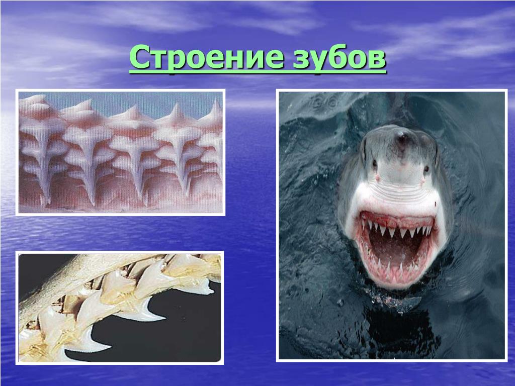 Рот хрящевые рыбы костные рыбы. Расположение зубов у акулы.