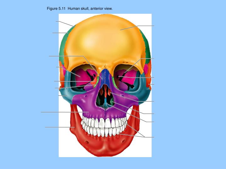 PPT - Anatomy & Physiology H Jefferson Township High School Mrs