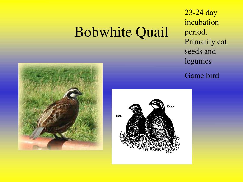 powerpoint presentation on quail