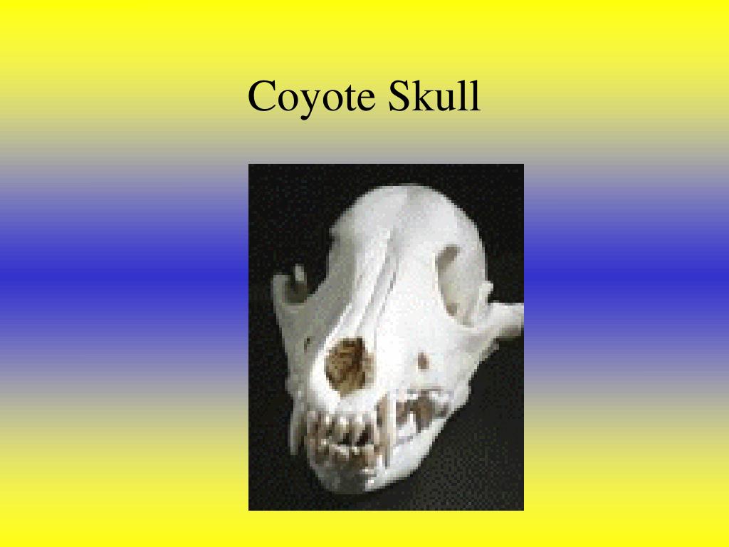 PPT Wildlife CDE PowerPoint Presentation, free download ID5537509