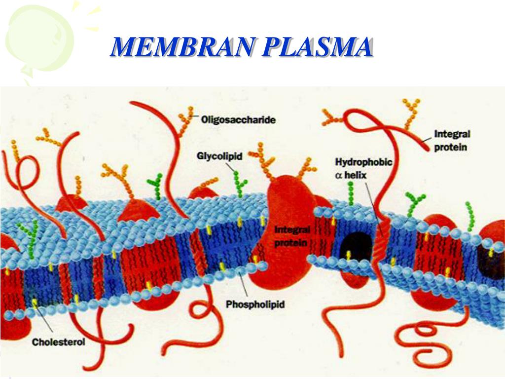 Модель мембраны клетки. Жидкостно-мозаичная модель мембраны. Жидкостно-мозаичная модель плазматической мембраны. Жидкостно мозаичная модель клеточной мембраны. Жидкостно Мозаичное строение мембраны.