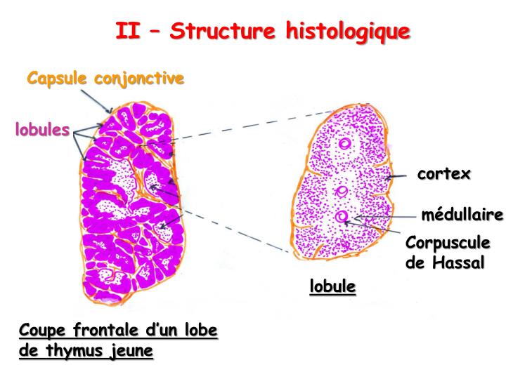 PPT - ORGANES LYMPHOÏDES PowerPoint Presentation - ID:5539094