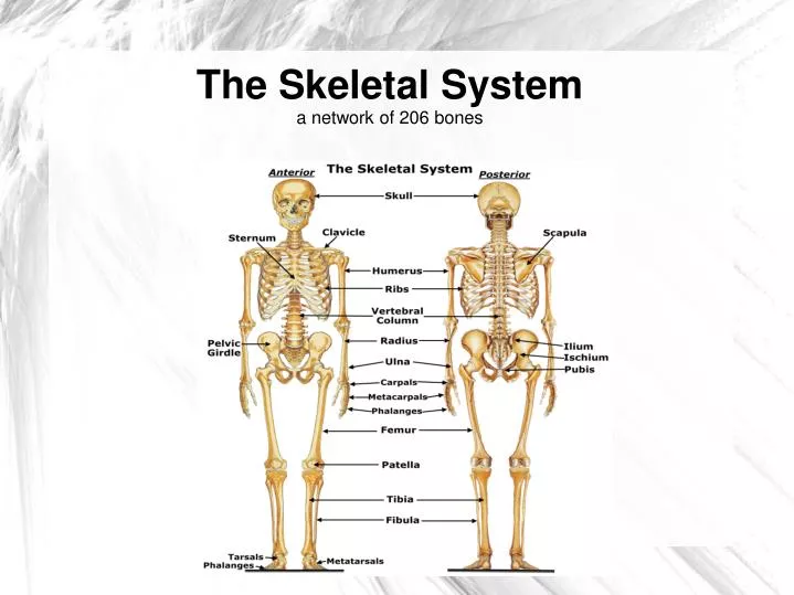 ppt-the-skeletal-system-a-network-of-206-bones-powerpoint