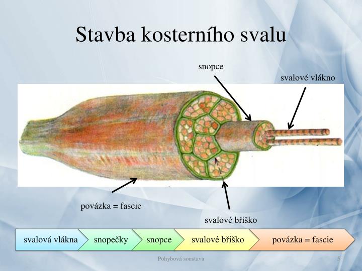 ppt-pohybov-soustava-powerpoint-presentation-id-5540614