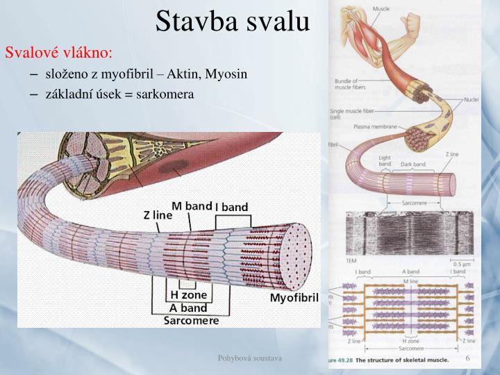 ppt-pohybov-soustava-powerpoint-presentation-id-5540614