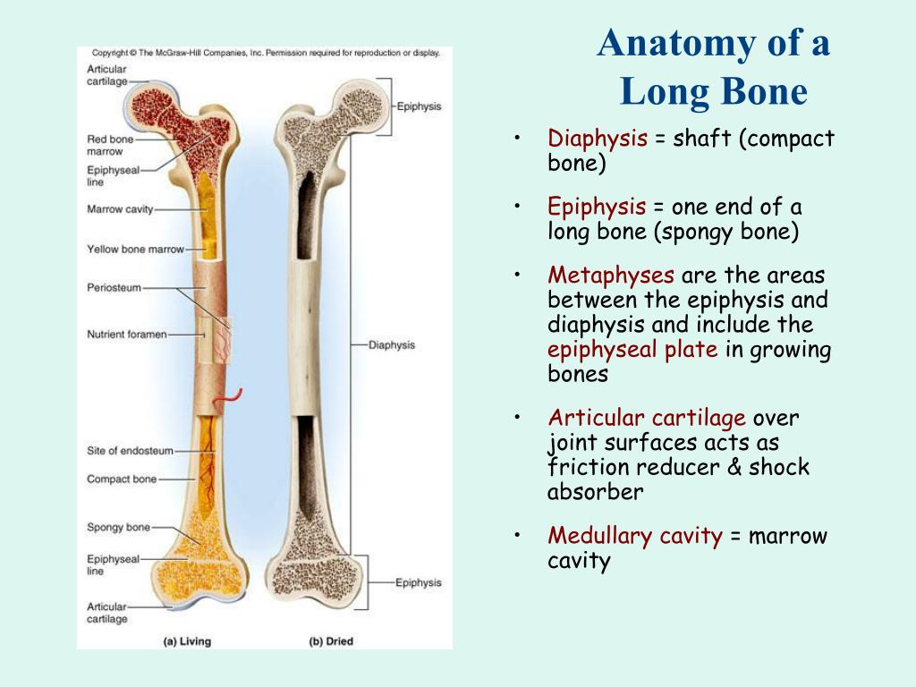 Long bone. Long Bone анатомия. Anatomy of long Bones. Epiphysis Anularis анатомия. Long Tubular Bone.